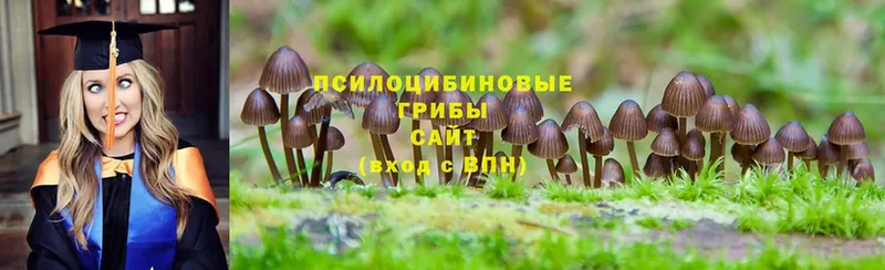 Галлюциногенные грибы Psilocybine cubensis  Великие Луки 